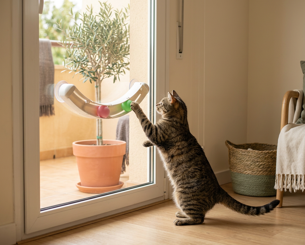 Curved suction track toy mounted on glass with two rolling balls for indoor cats