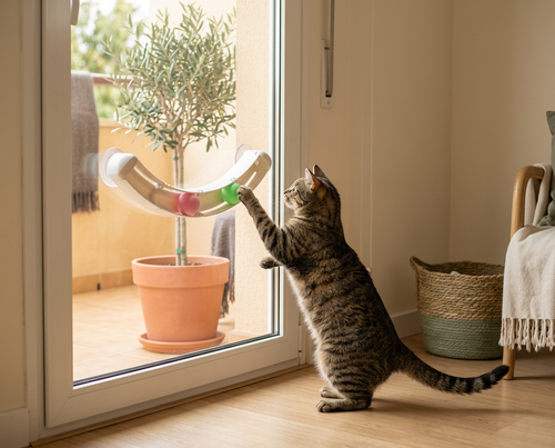 Curved suction track toy mounted on glass with two rolling balls for indoor cats